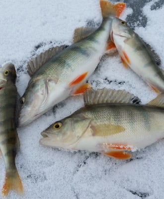 Talvikalastus ice fishing 2919070 1920 330x400 - Talvikalastus