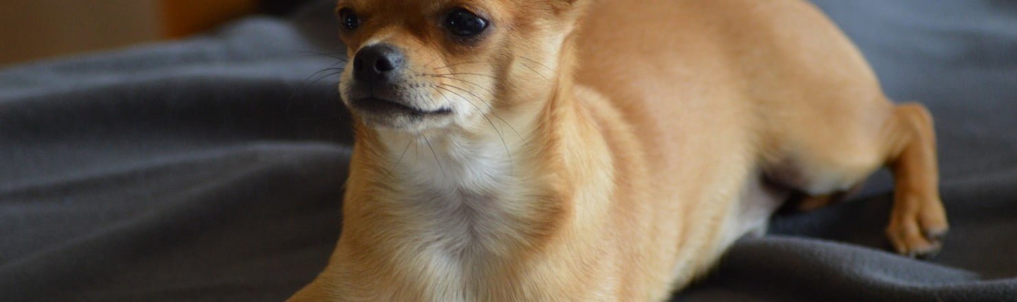 Lukukoira kirjastossa chihuahua 2726117 1920 1480x440 - Lukukoira kirjastossa