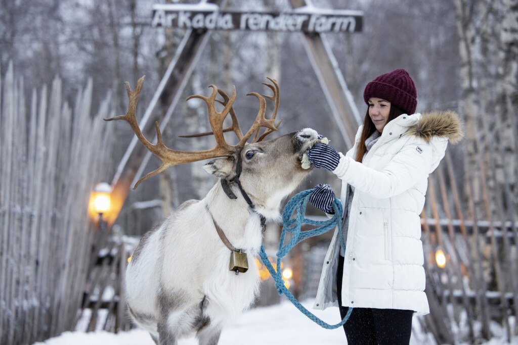 reindeer