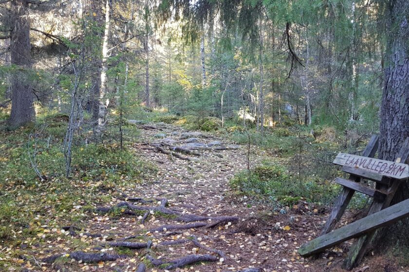 Luontopolku, metsä, liikunta, kävely